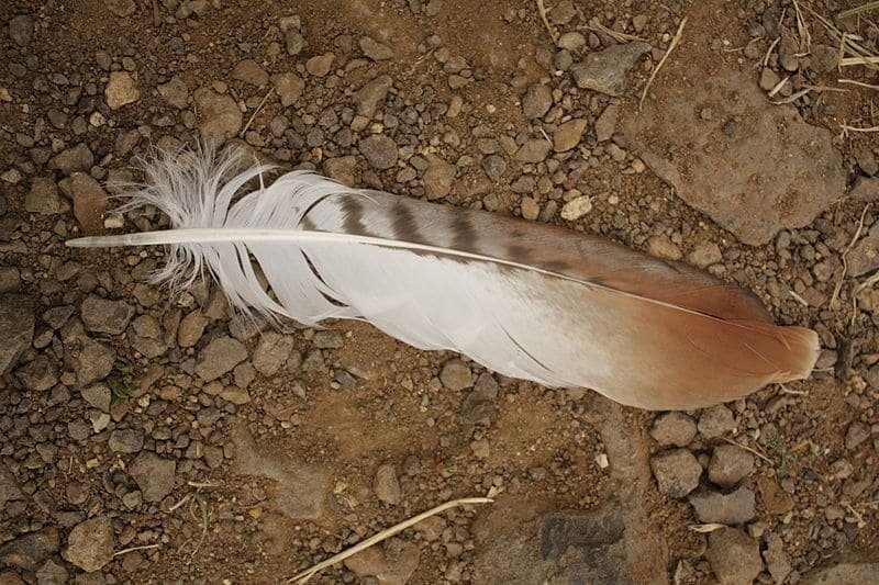 What Does a Brown and White Feather Symbolize?